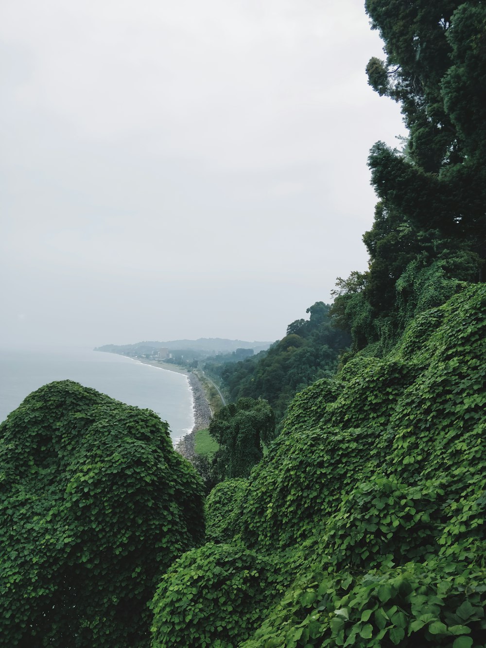 forest beside ocean at daytime