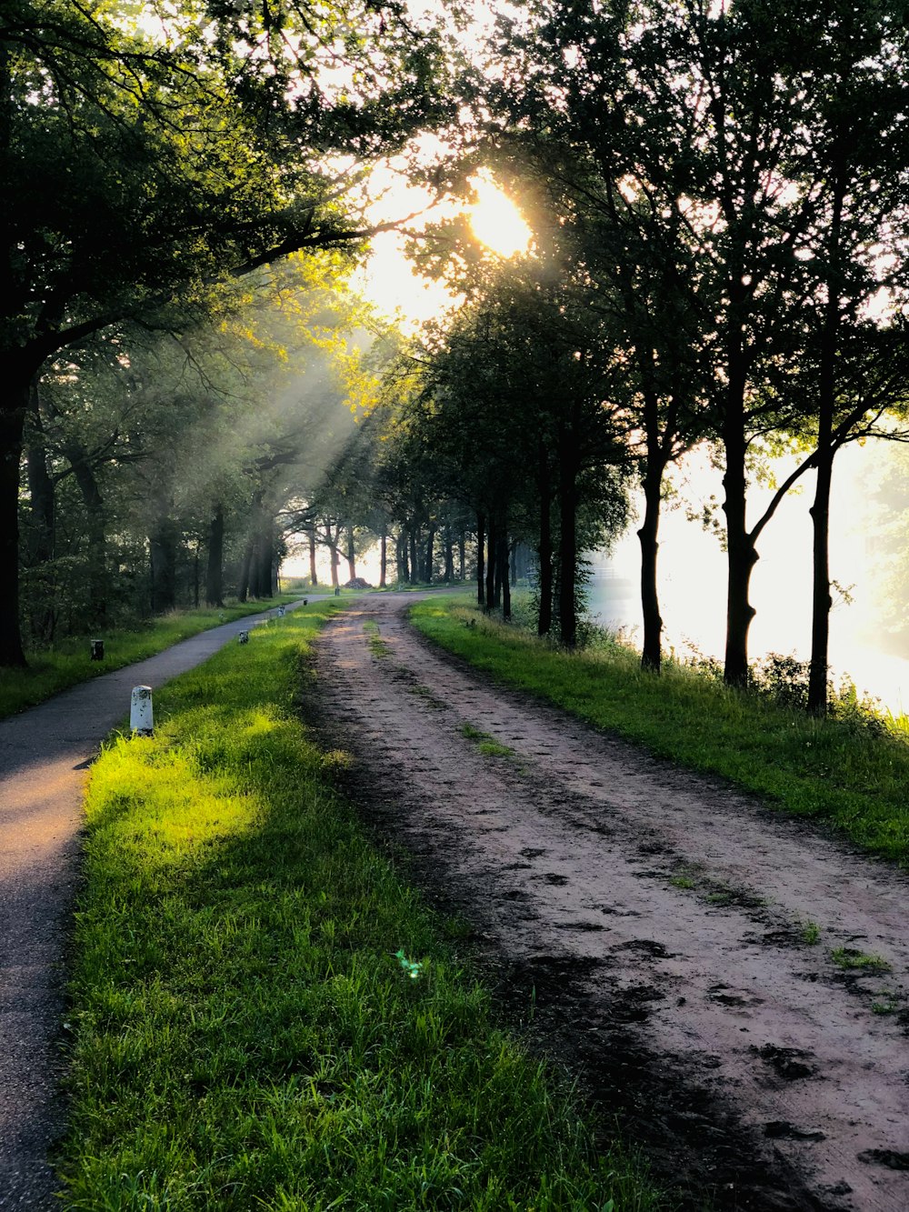 pathway between trees