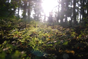 Sunlight filtering through a dense green forest canopy in early morning