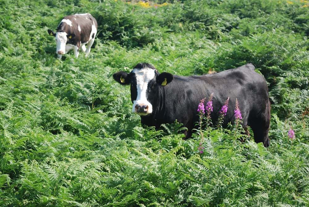 two black and white cattle in green fern plants
