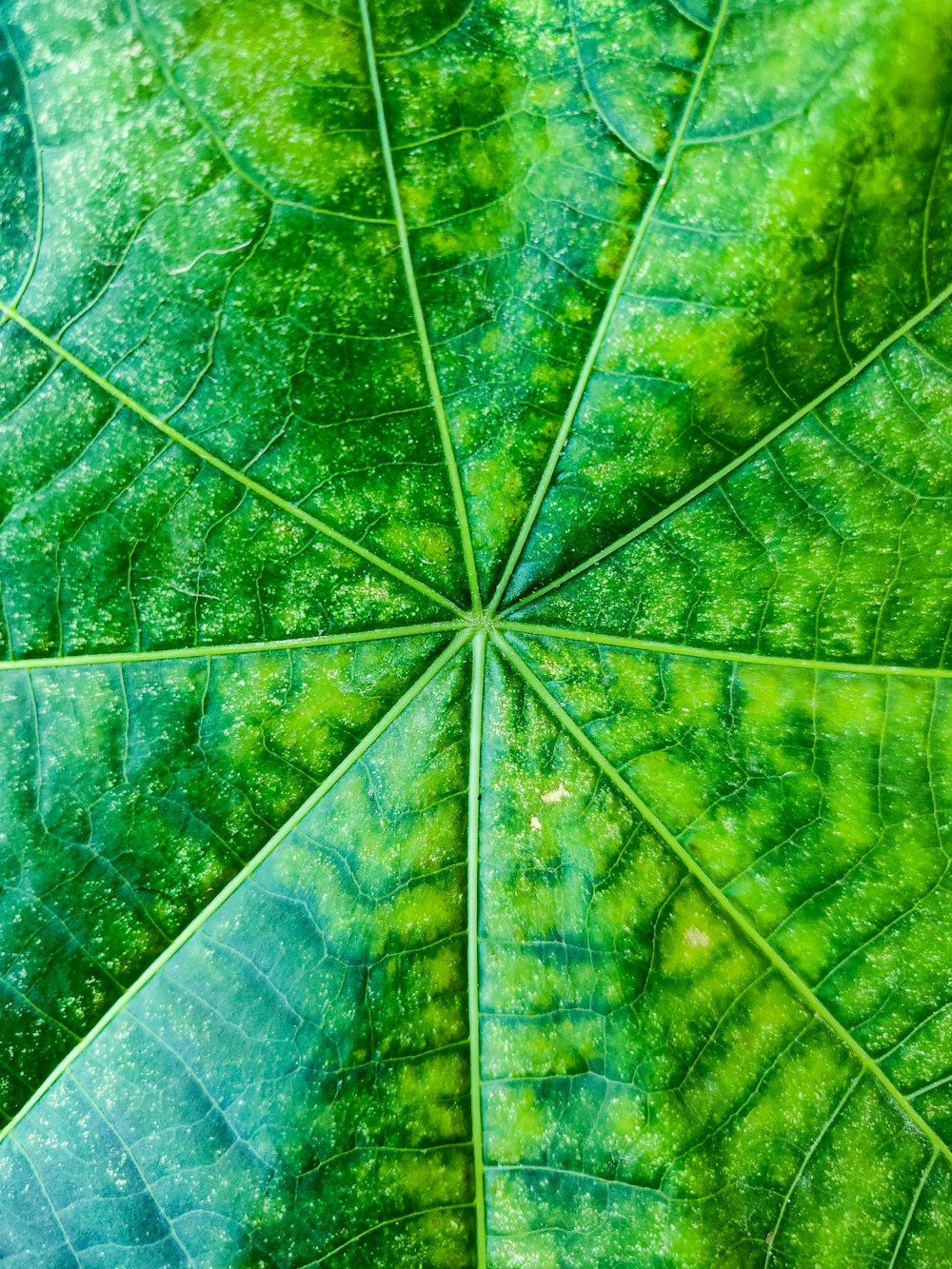 a close up view of a green leaf