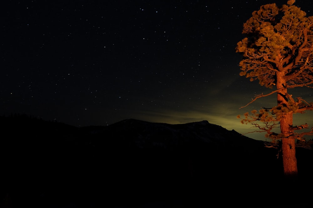 green trees at night