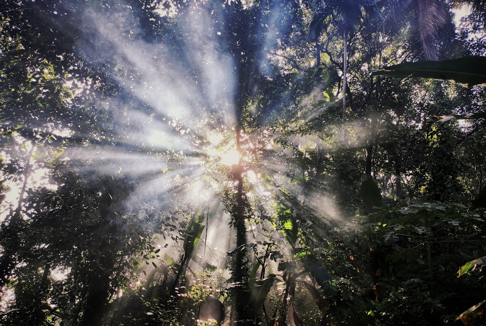 low angle photo of trees