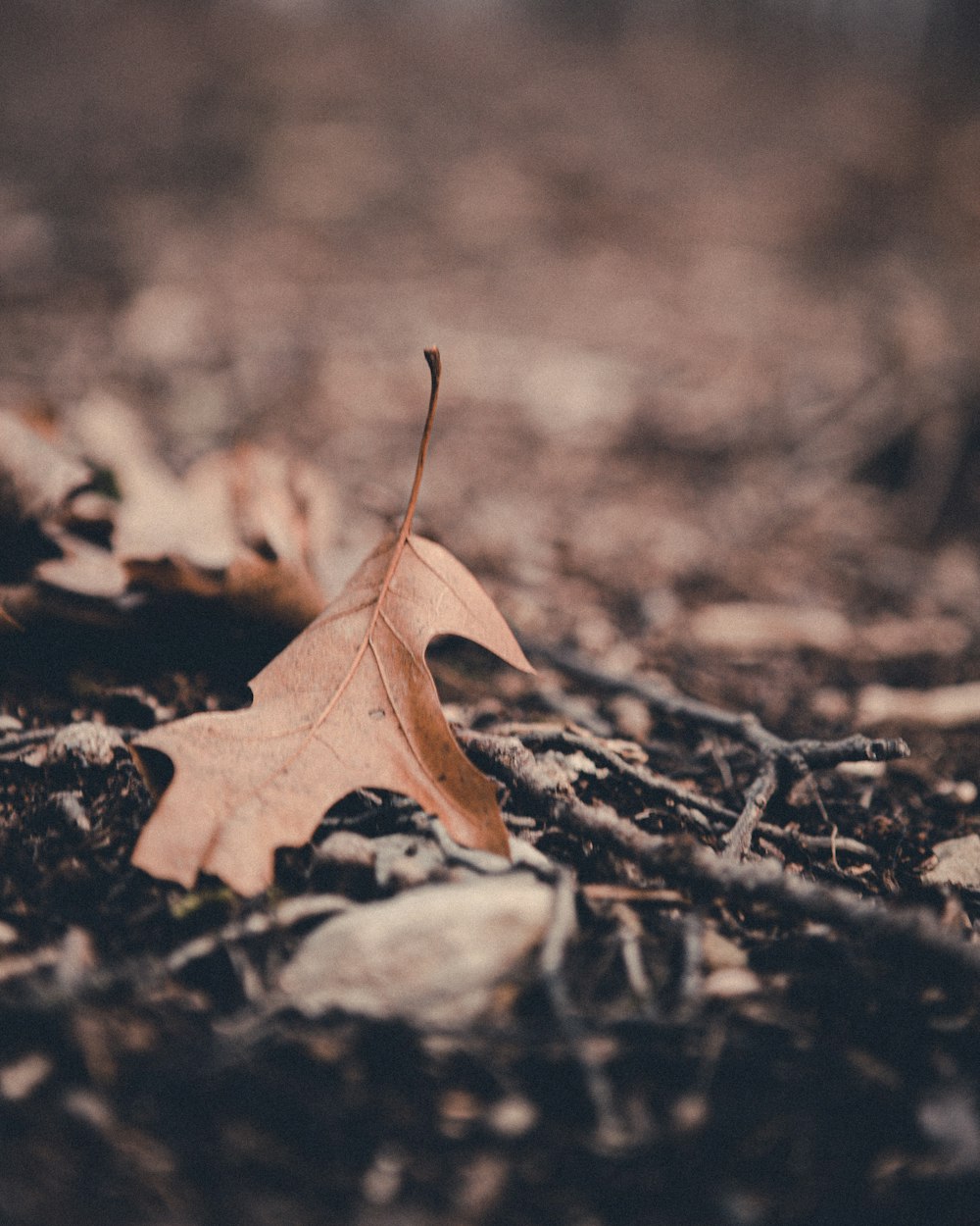 closeup photo of dried leaf