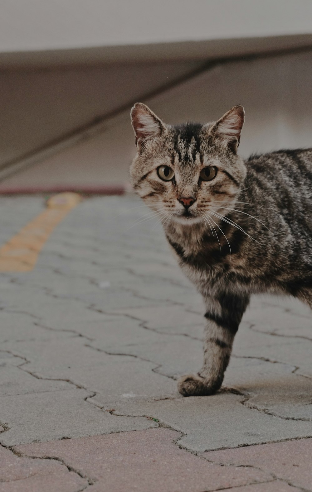 chat tigré brun sur le trottoir