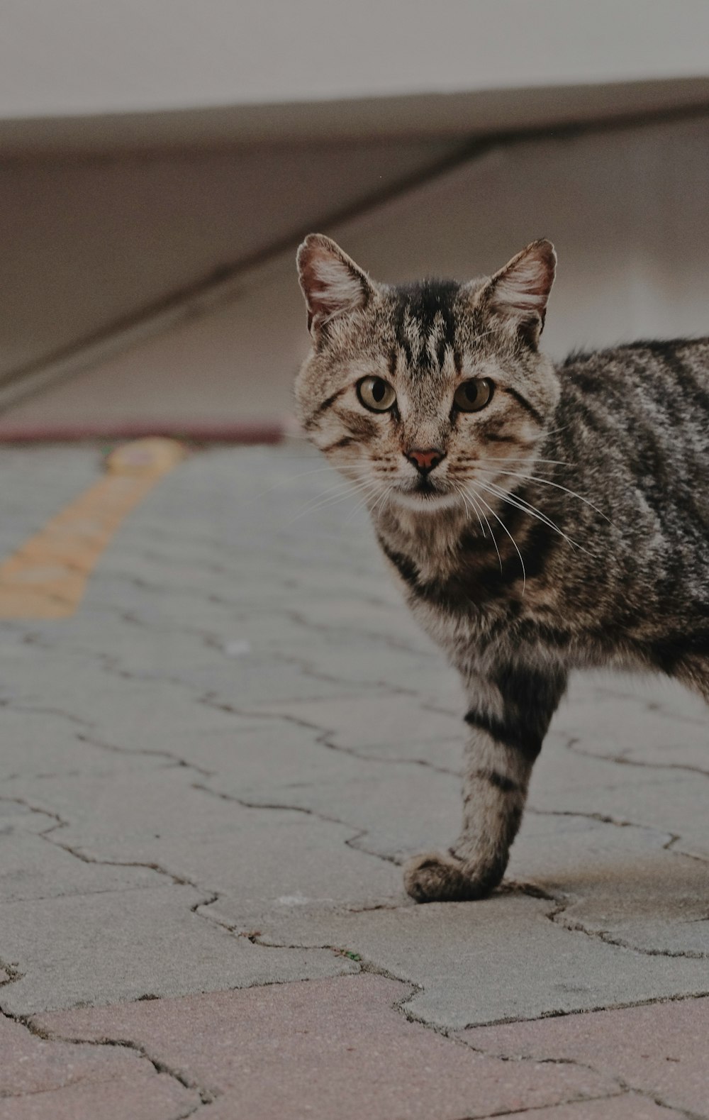 brown tabby cat on pavement