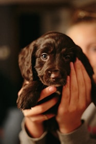 A small black puppy is being held gently by a person's hands. The puppy has soft, fluffy fur and large, soulful eyes. The background is softly blurred, emphasizing the adorable puppy's face.