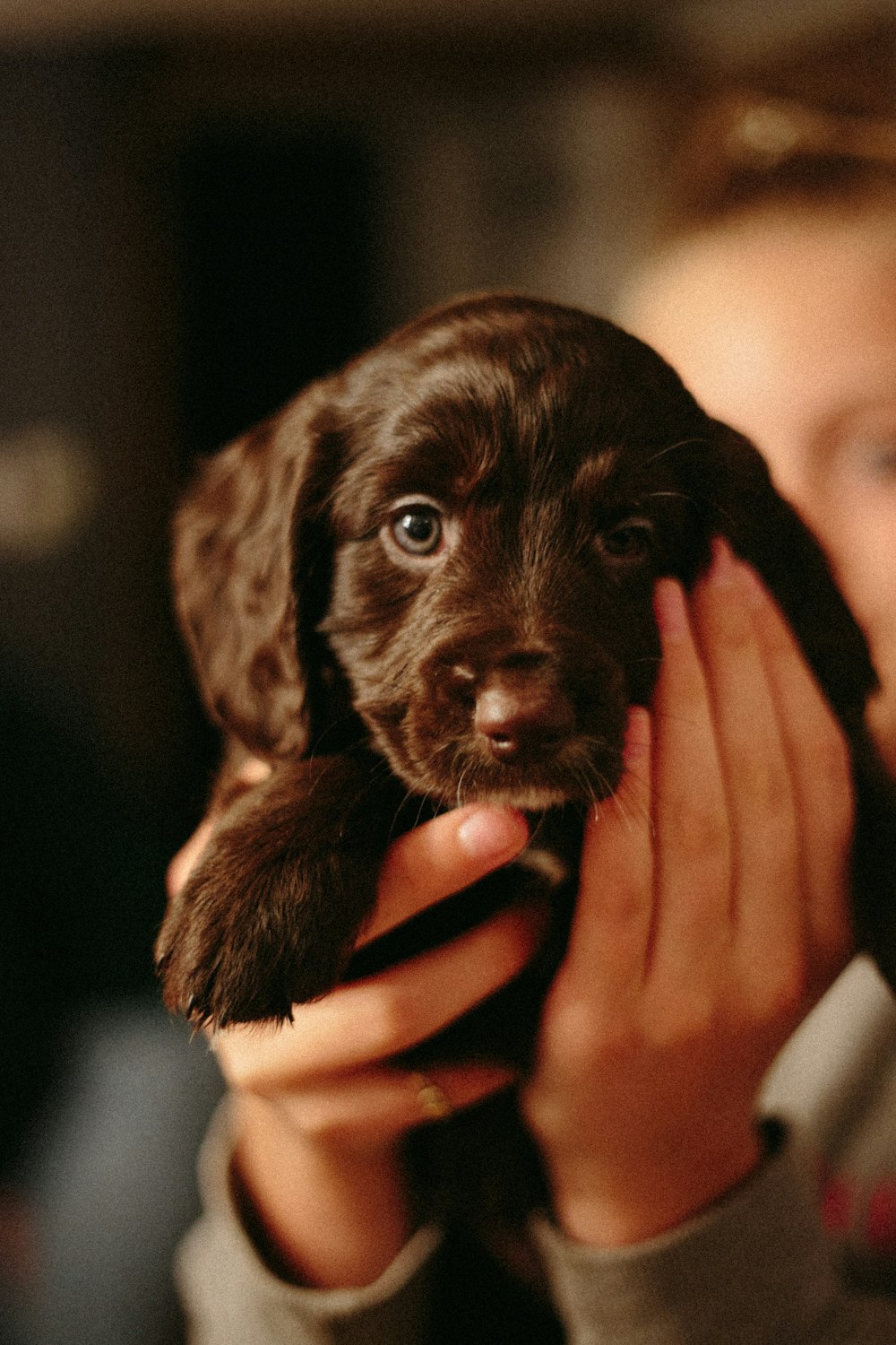 close-up photography of chocolate Labrador retriever