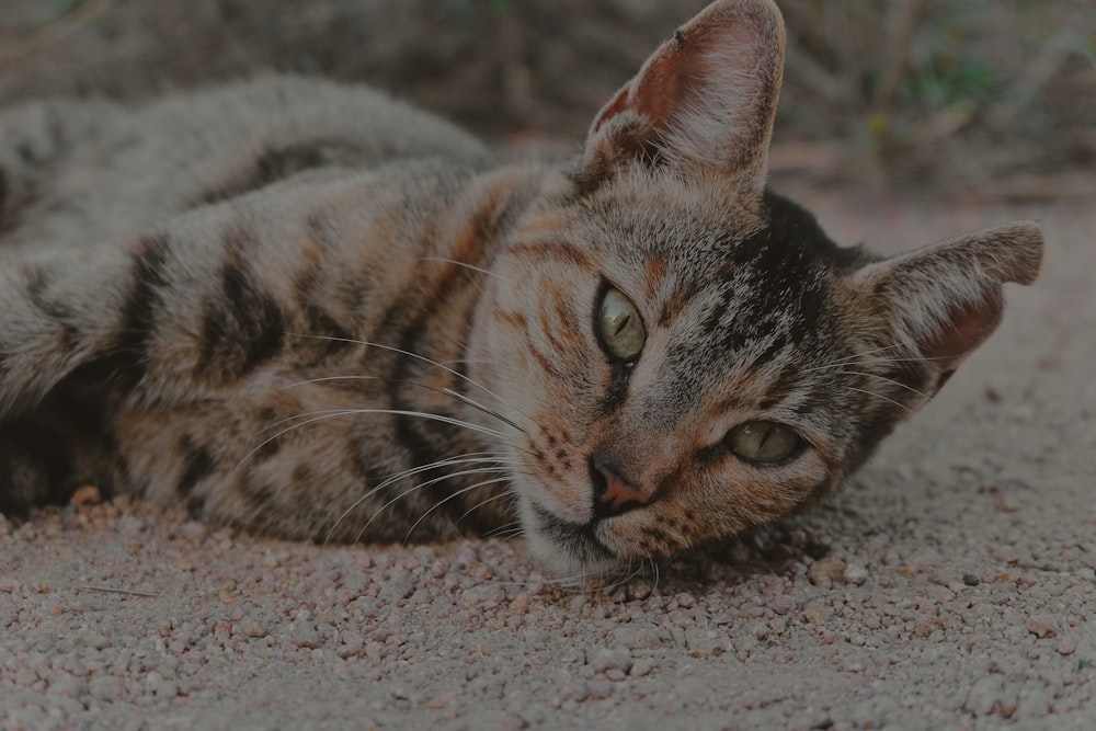 brown tabby cat on dirt