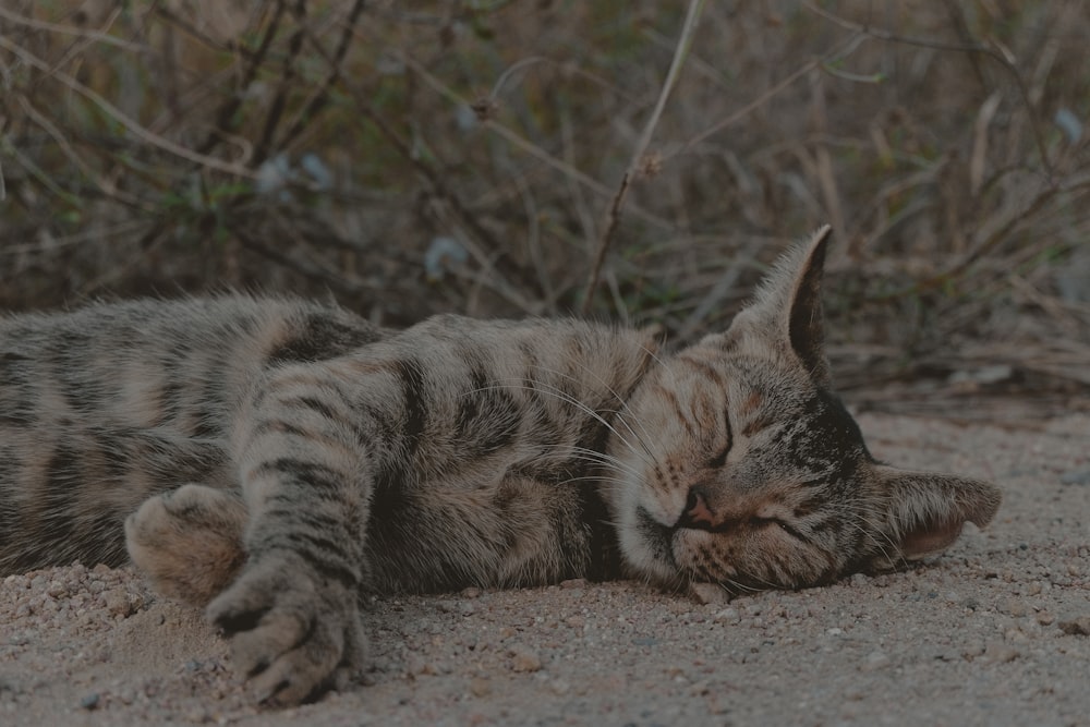 brown tabby cat sleeps on dirt