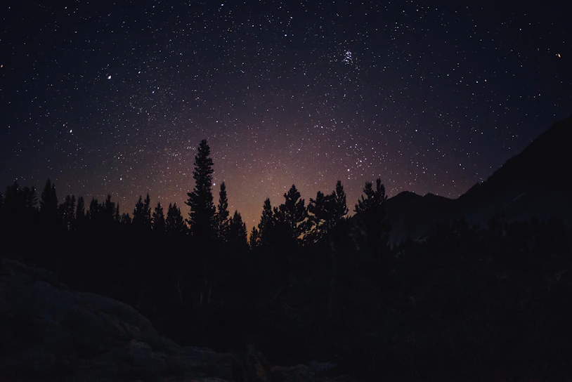 A mysterious dark forest illuminated by a faint purple glow under a starry night sky.