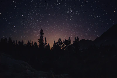 A mysterious dark forest illuminated by a faint purple glow under a starry night sky.