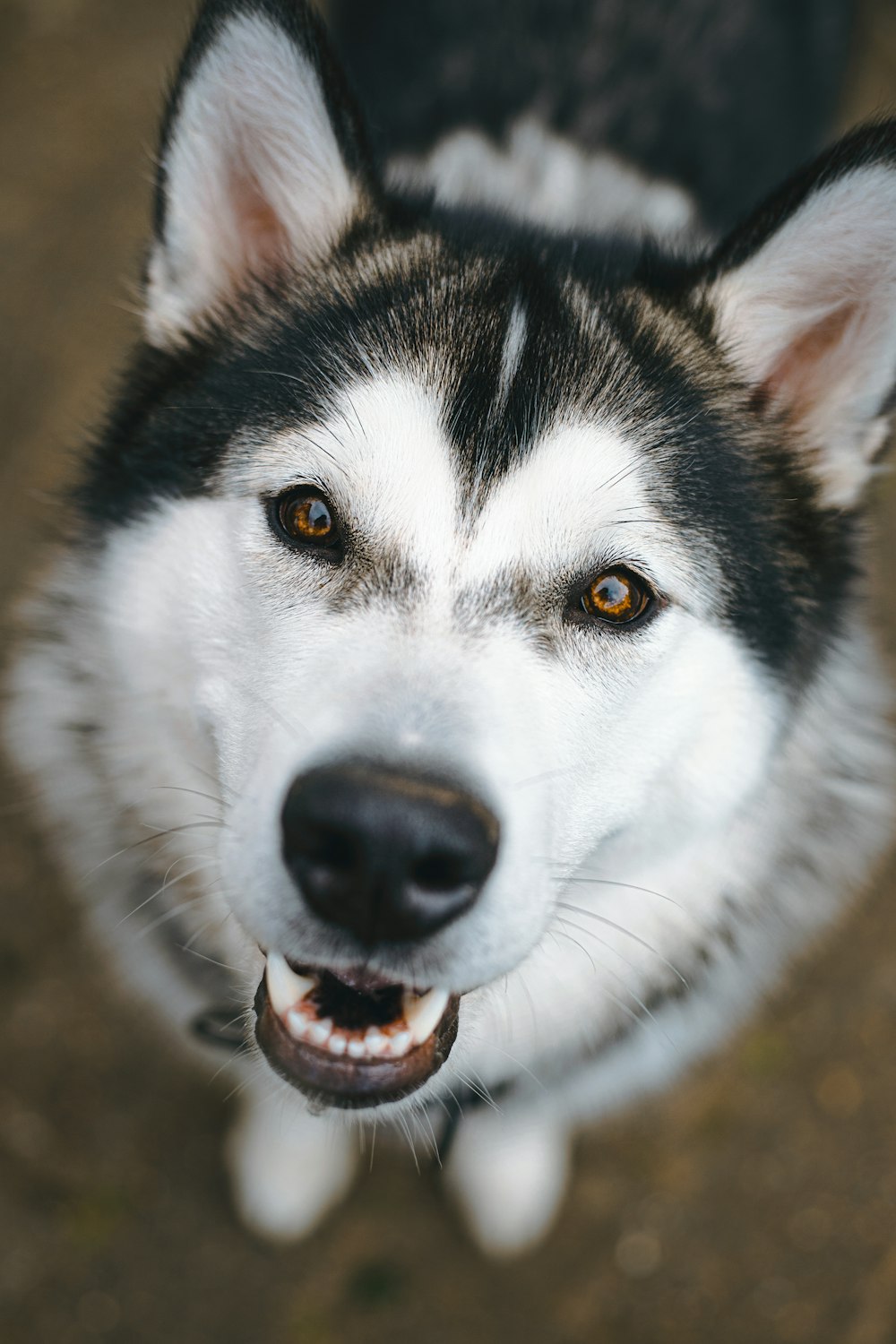 white and black dog