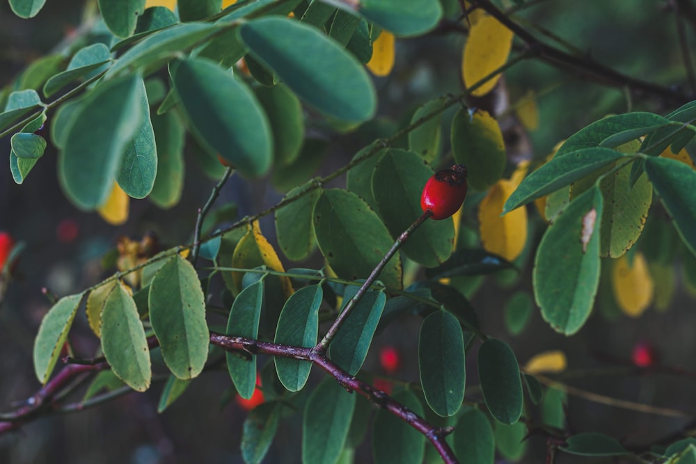 round red fruit during daytime