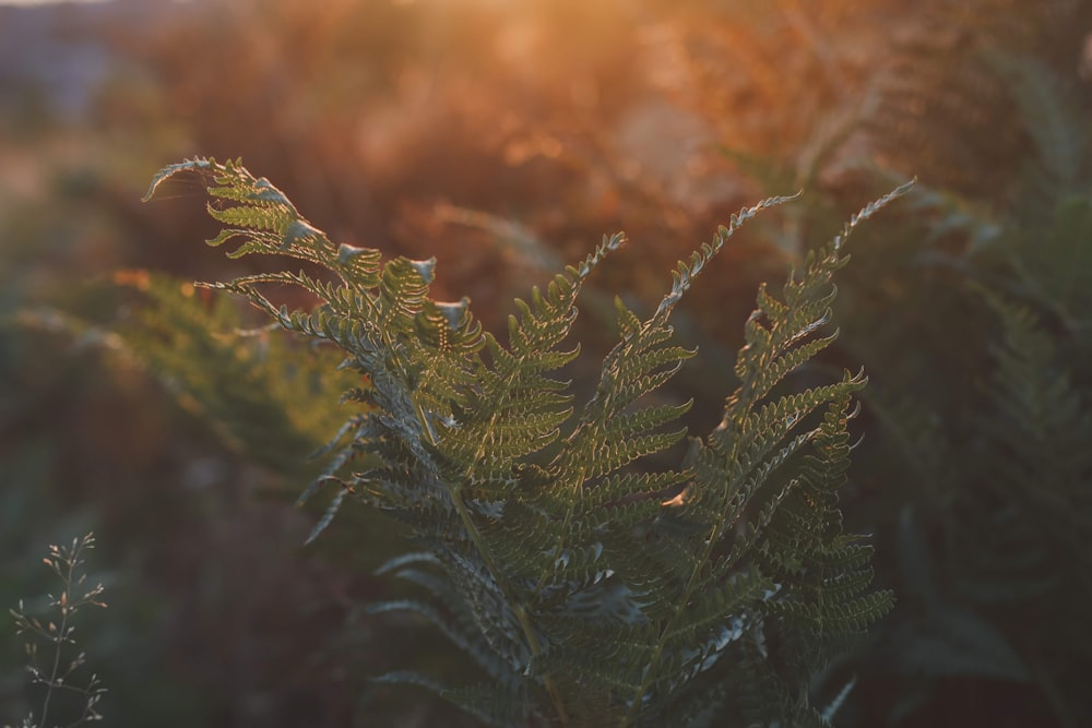 Photo de mise au point sélective d’une plante de fougère