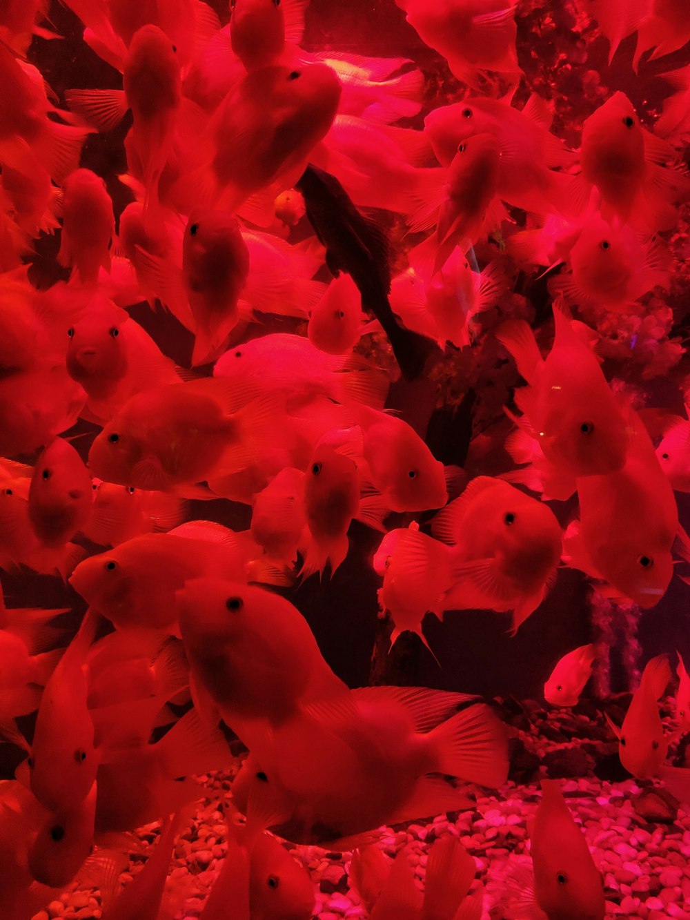 shoal of red fish