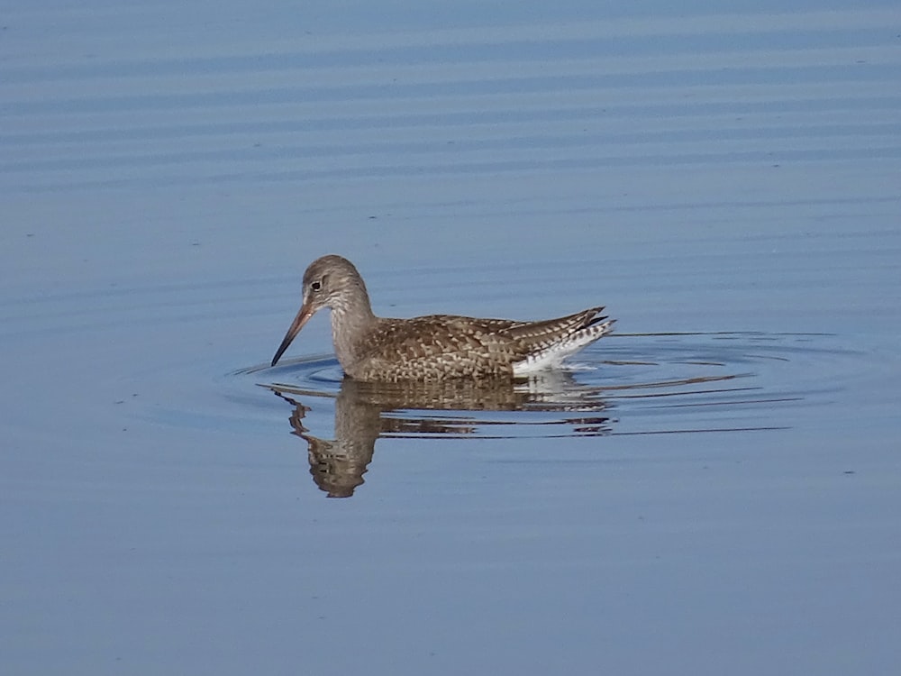 brown bird on calm body of water