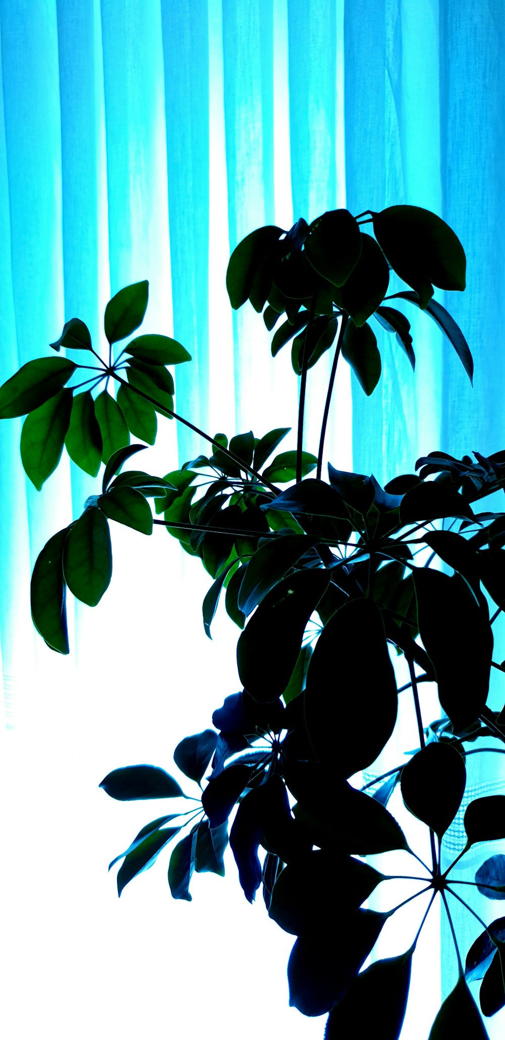 green umbrella plant