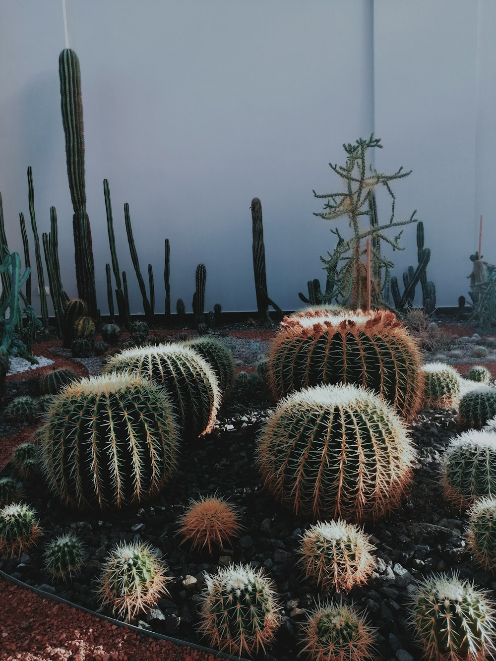 drum cacti