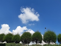 Community members planting trees together under a clear blue sky.