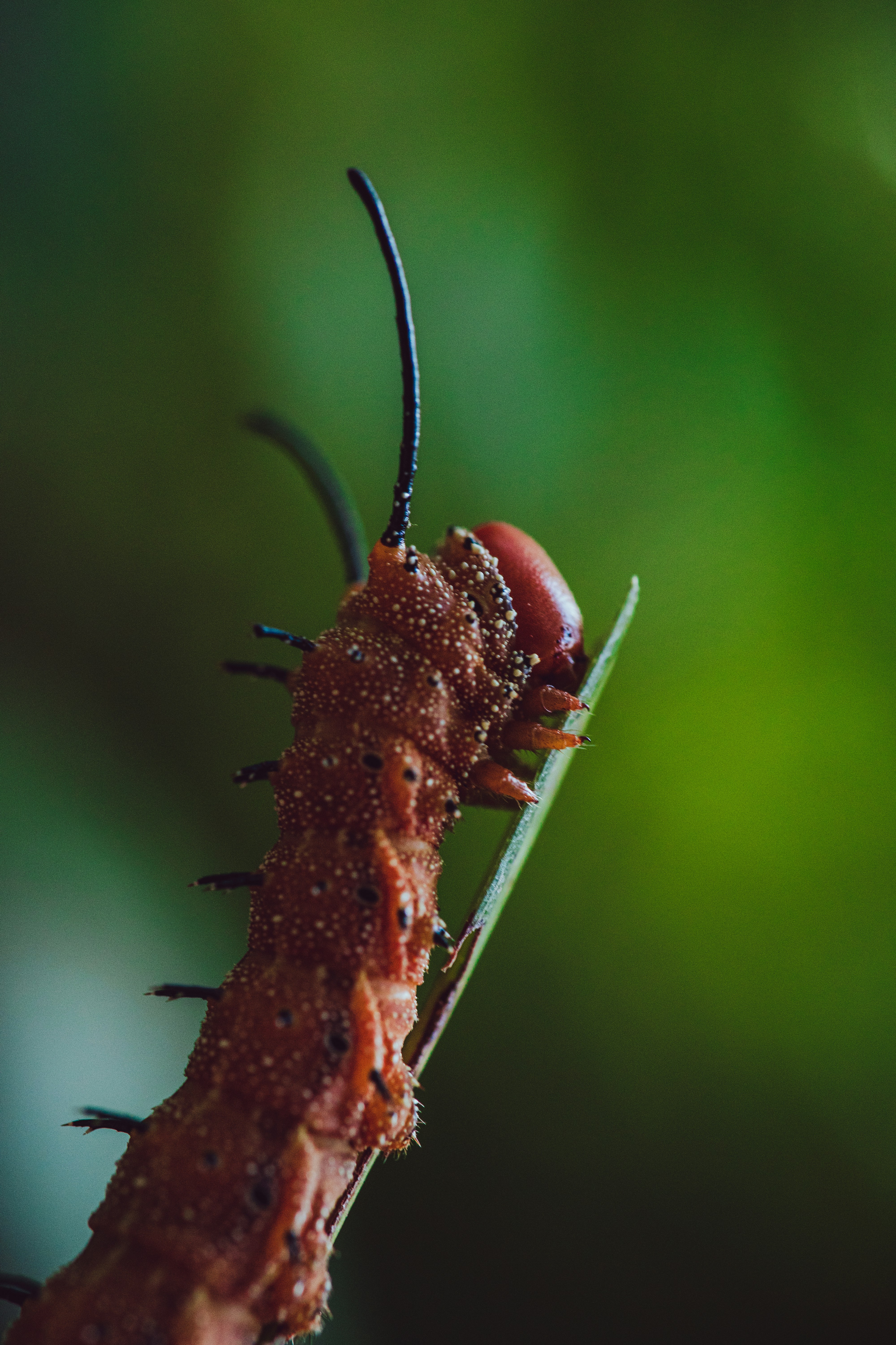 brown caterpillar
