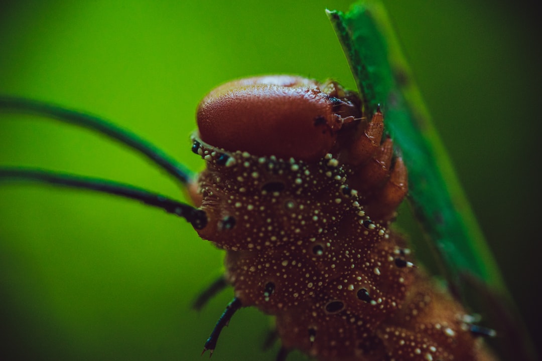 brown caterpillar