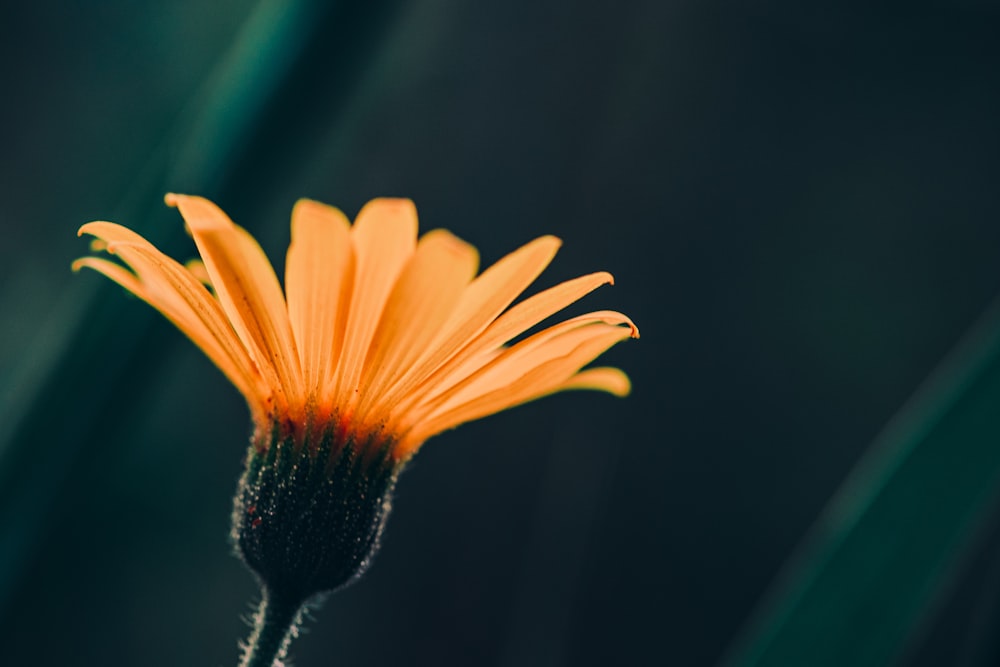 yellow multi-petaled flower