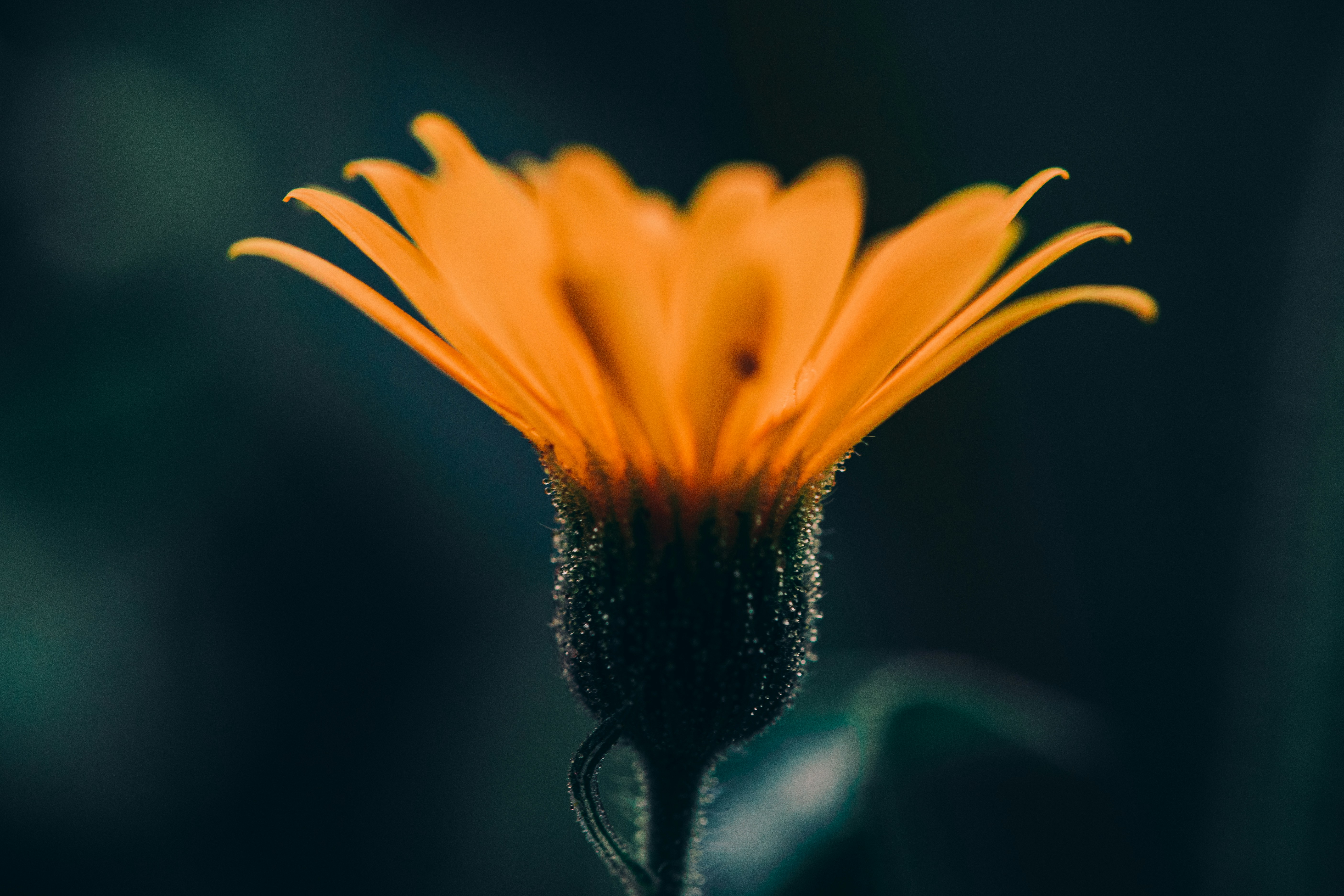 Photo by timothycdykes