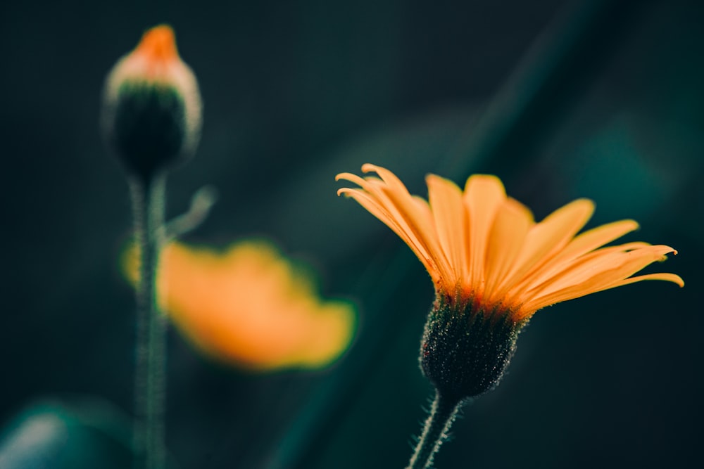 flor de pétala laranja