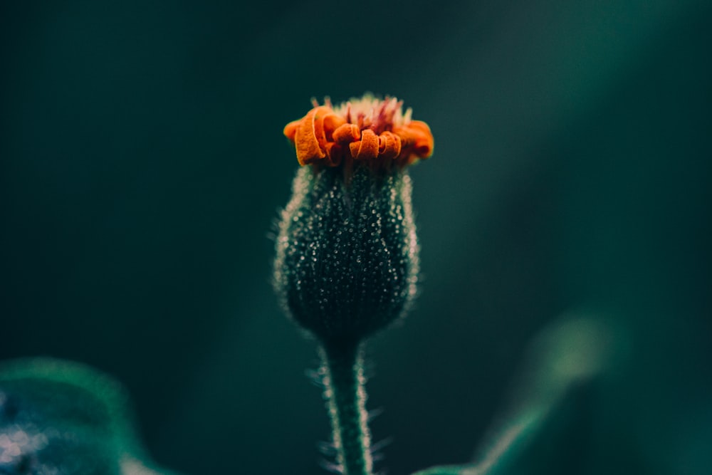 orange flower about to bloom