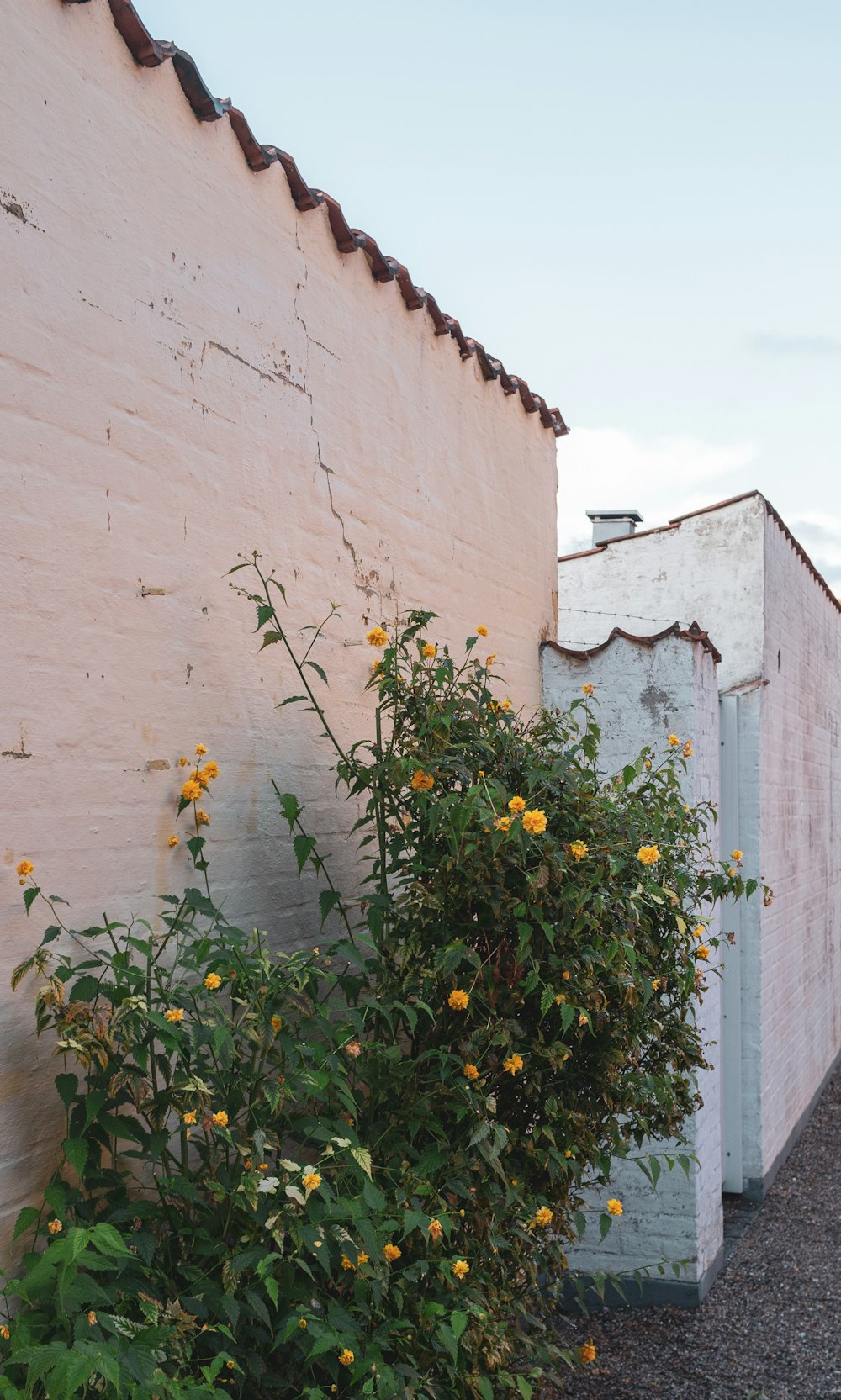 yellow flowers