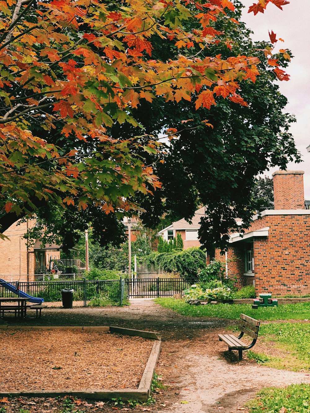 orange and red leaf tree