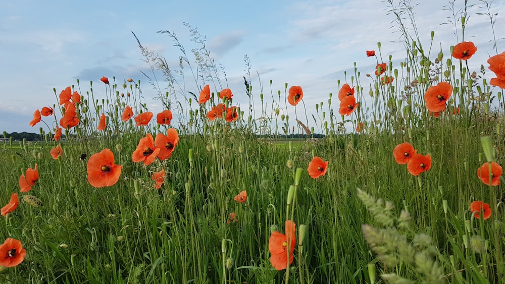 red poppies