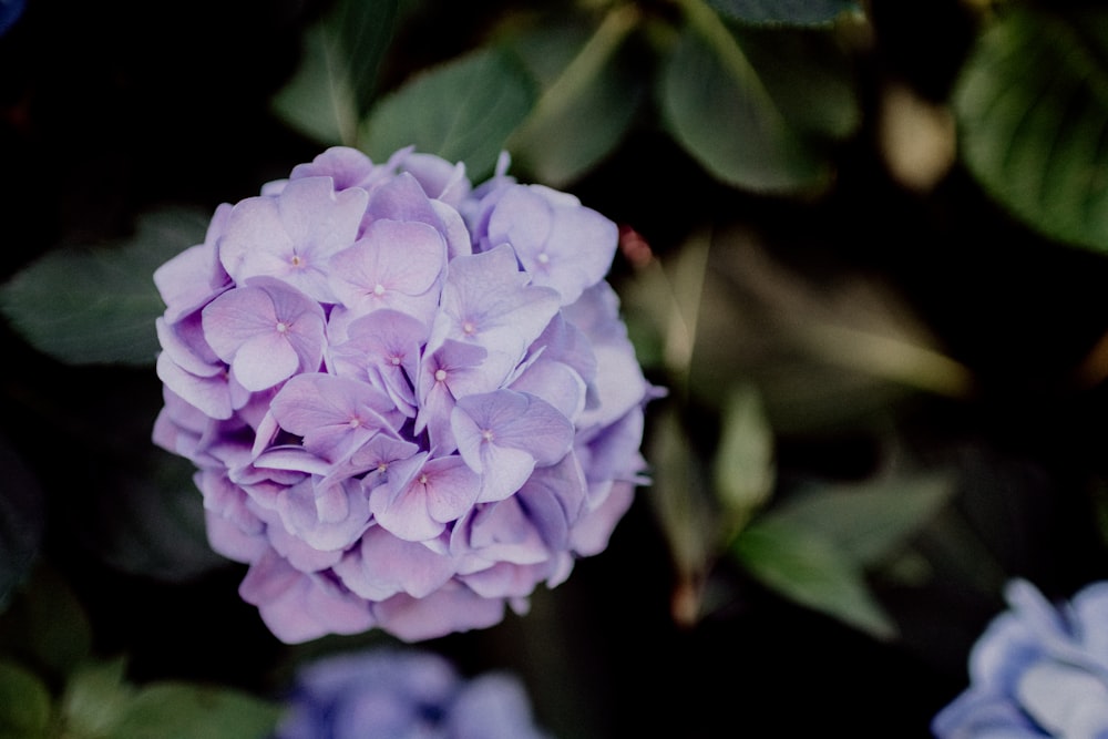 purple hydrangea flower