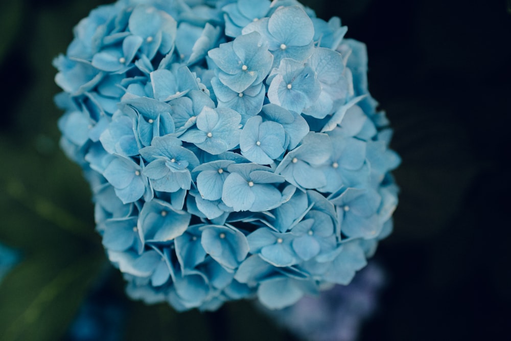 photo of teal flowers