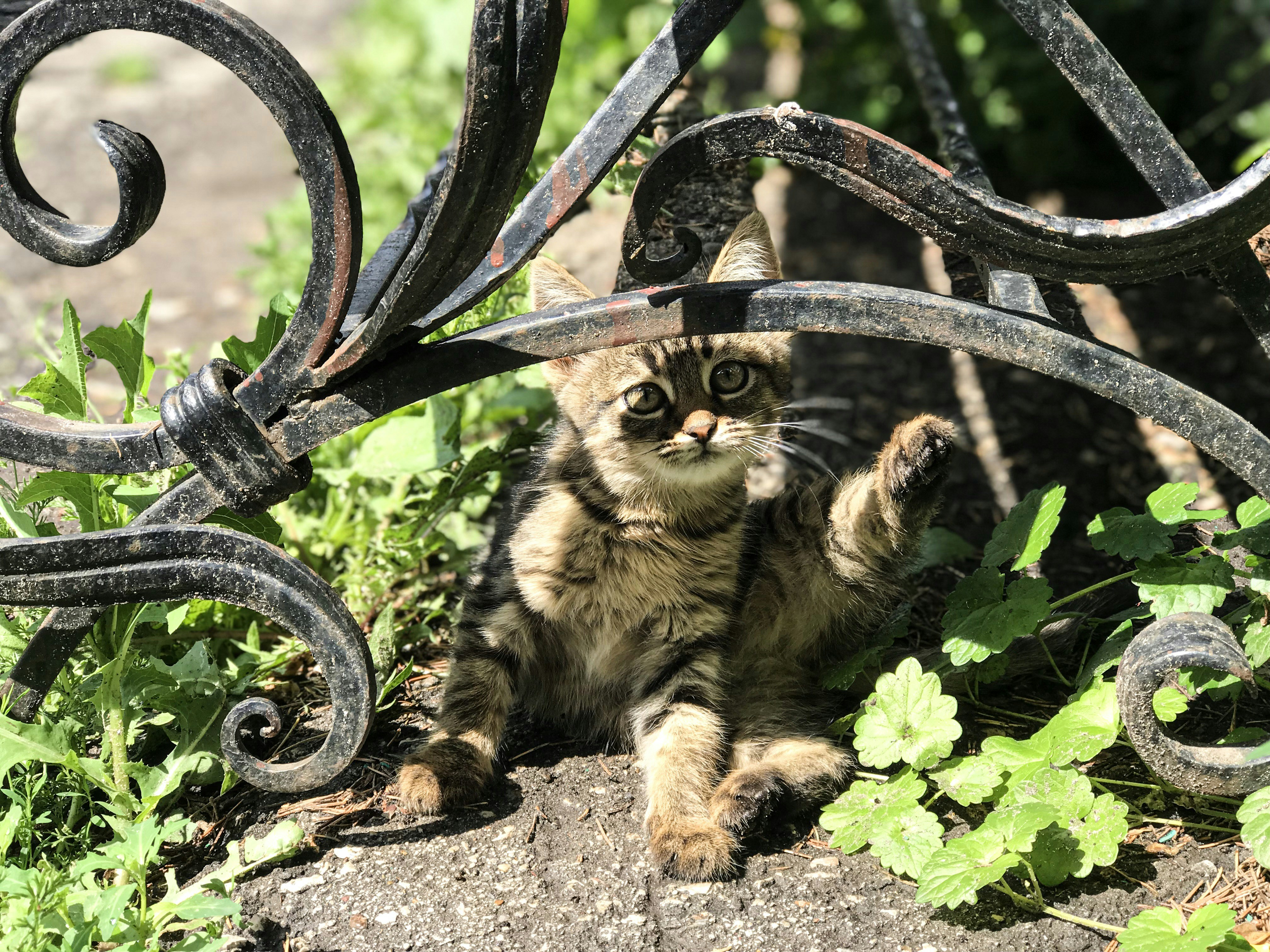 brown tabby cat beside plants
