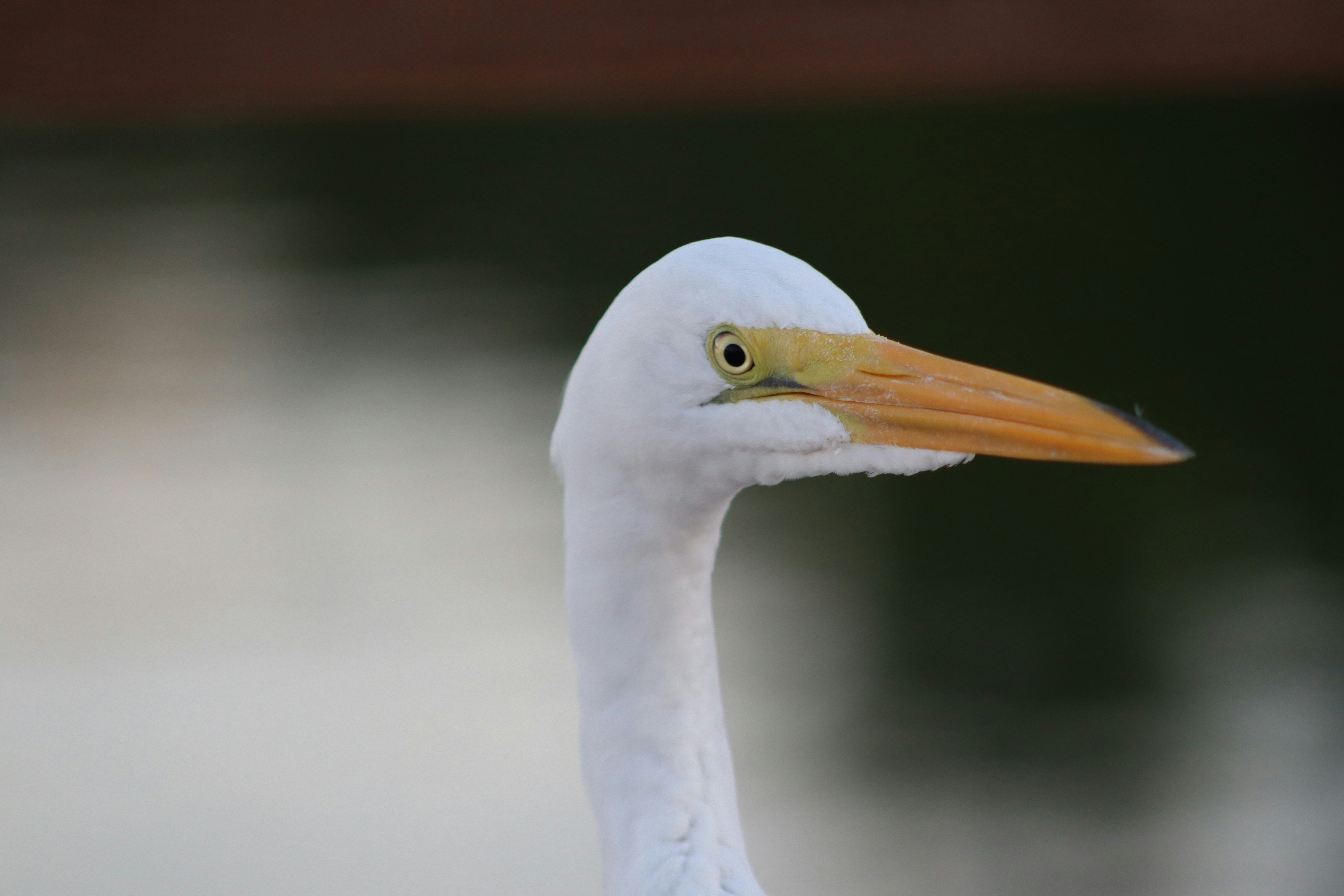 Photo by ronnieovergoor