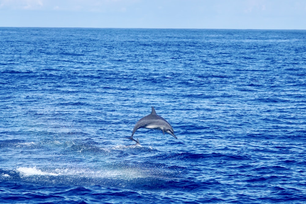 dolphin jumps off the sea