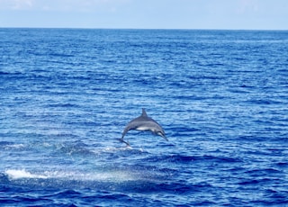 dolphin jumps off the sea