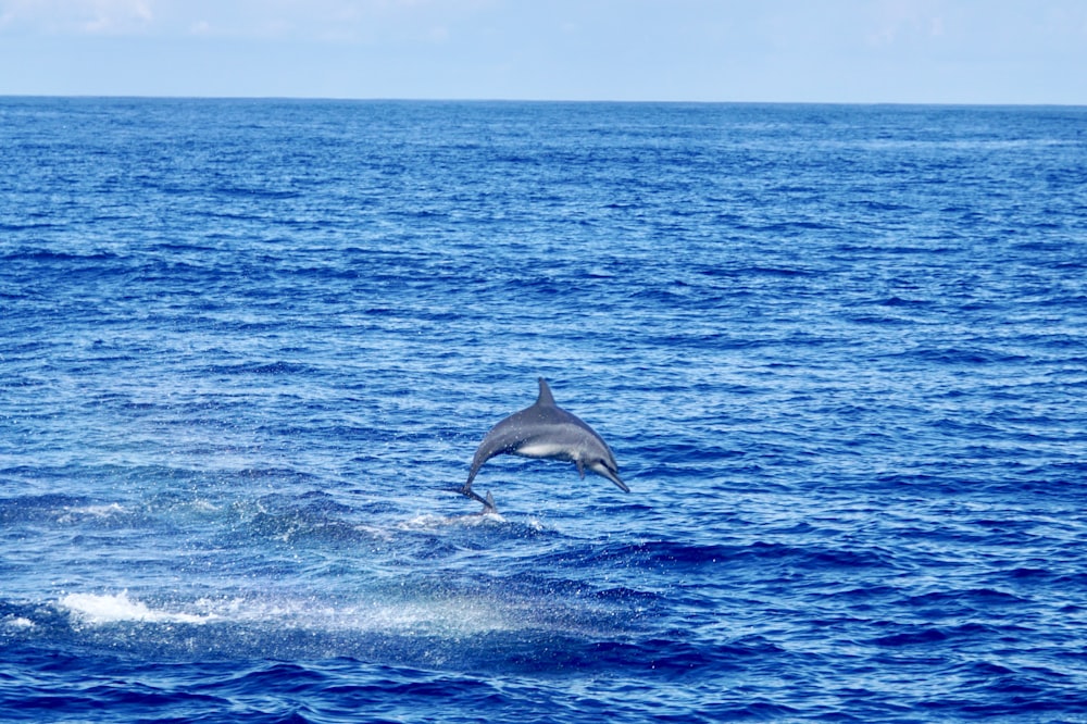 Delfin springt aus dem Meer