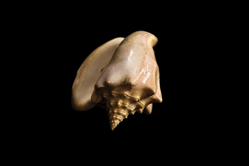 A single large seashell with a smooth, glossy surface and distinct spiral pattern sits against a black background. The shell exhibits a range of creamy and light brown tones, suggesting it might be a conch shell. The structure is intricate, with pronounced ridges and a pointed tip.