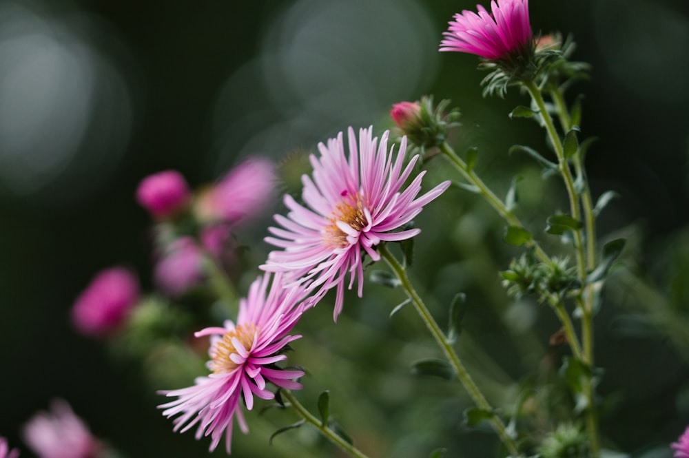 pink petaled flowers in bloom