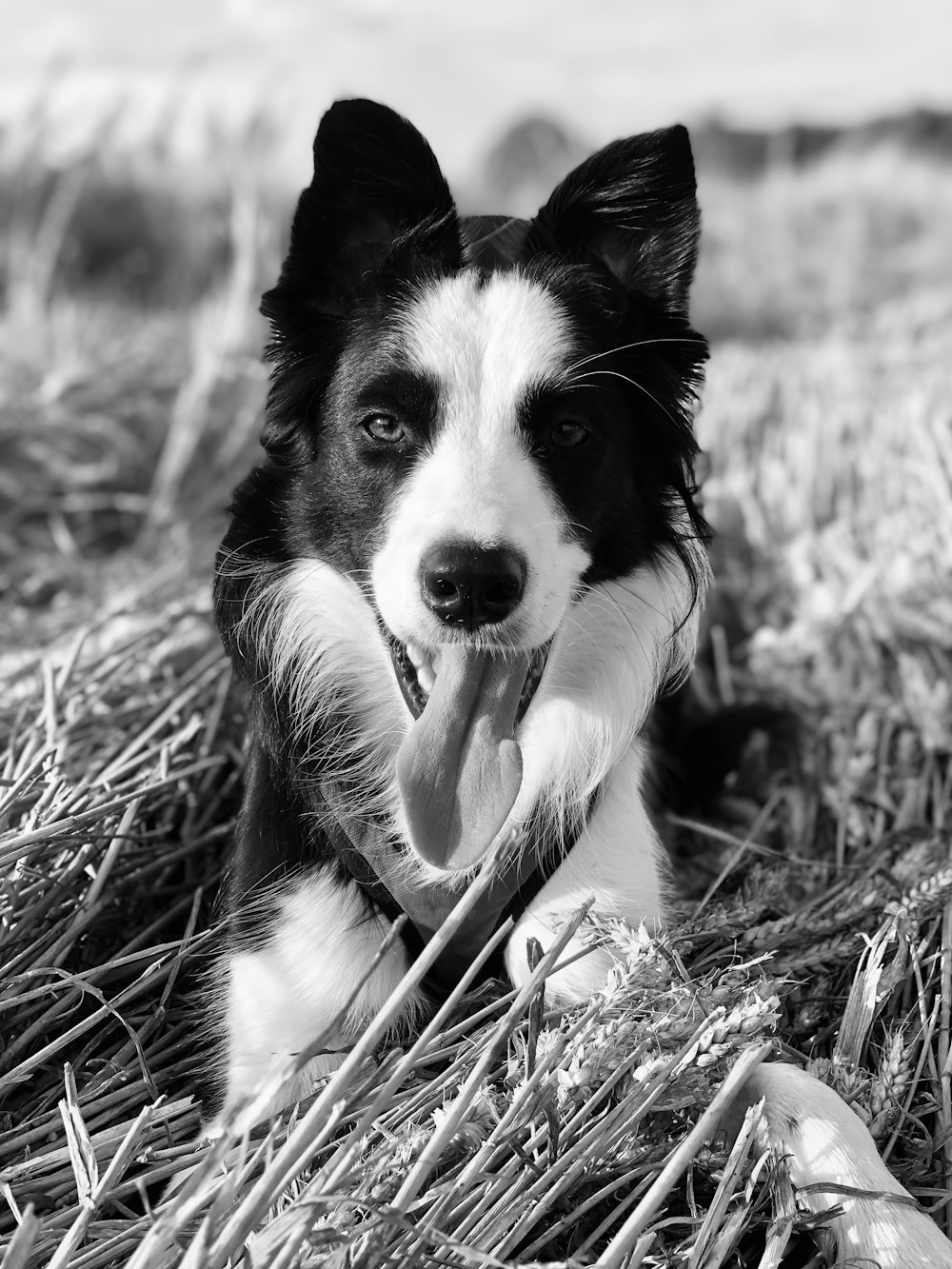 monochrome photo of dog on grass