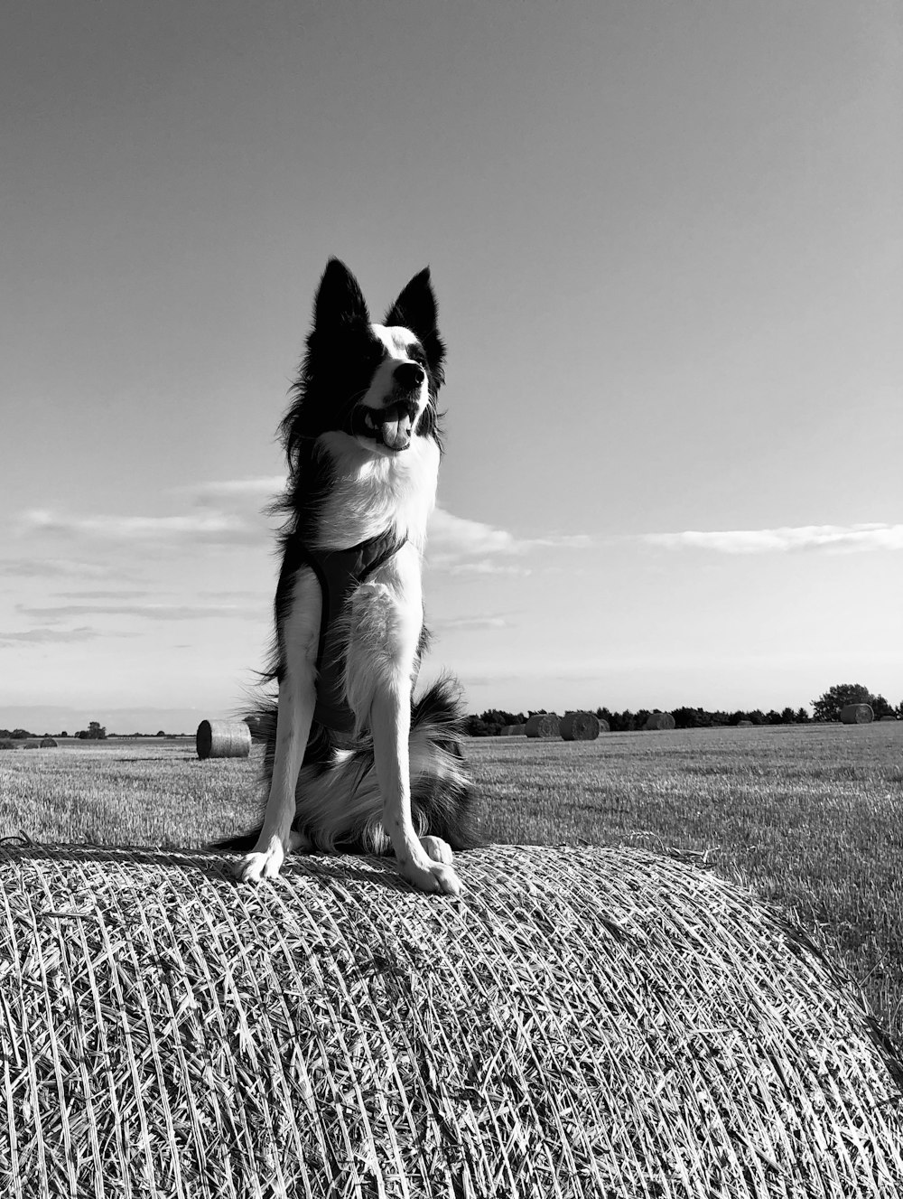 grayscale photography of dog on hay bale