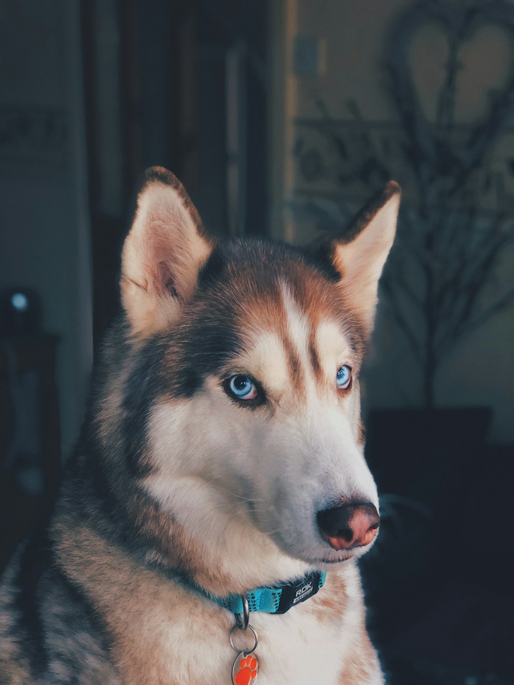 Husky in bianco e nero