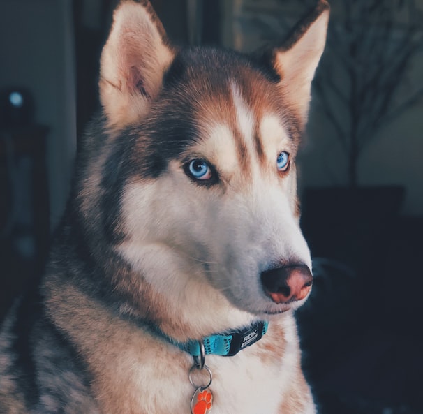 black and white Husky