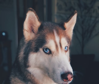 black and white Husky