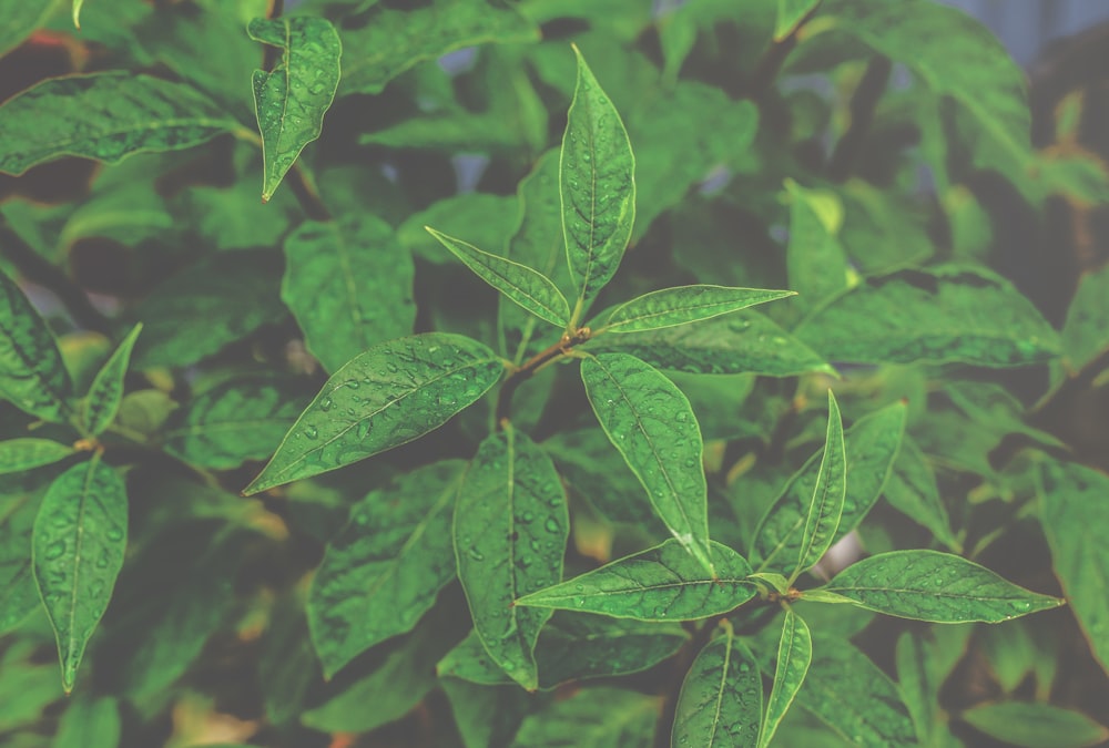 green leaves macro photography