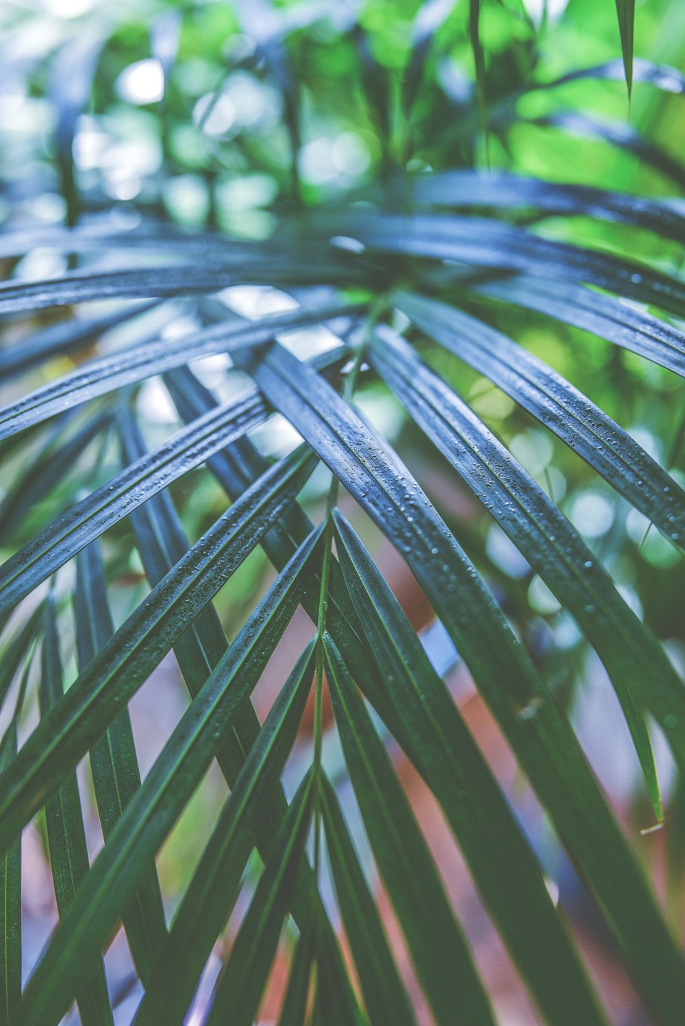 green palm plant