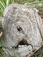 A tree stump with distinct growth rings, highlighting its age and the texture of the wood. The stump is surrounded by green plants and foliage, adding a natural setting. Cracks and weathering are evident on the surface, indicating exposure to the elements.